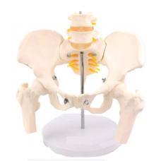 Model Pelvis with 4th and 5th Lumbar Vertebrae (With femur heads)